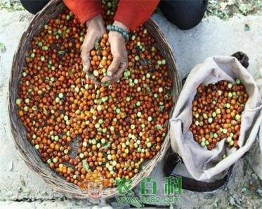 枣属植物酸枣适宜什么生长环境?主要分布在哪儿?