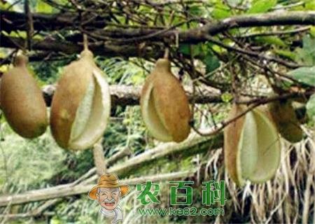 八月瓜（炸）可以人工种植吗？适合哪里种植？2019八月炸果多少钱一斤？