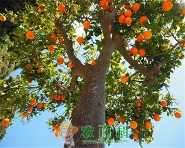 橘子树什么时候种植?什么时候开花结果?怎样栽培?