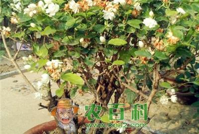 茉莉花养殖方法和注意事项主要有哪些?主要产地在哪?