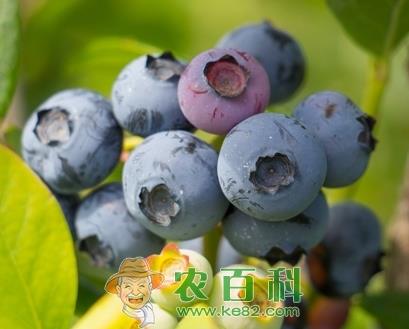 蓝莓一般几月份成熟上市？什么时候吃最好？多少钱一斤？