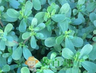 马齿苋泡水喝有什么功效?多少钱一斤?怎么吃?