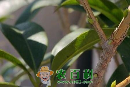 桂花种子多少钱一斤?什么时候播种?种植方法有哪些?
