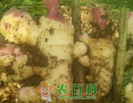 常见调味品生姜什么时候种植最好？最佳收获期是几月？