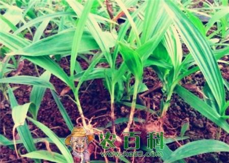 种白芨赚钱吗？2019白芨种植前景及市场价格行情分析（附白芨最新价格）