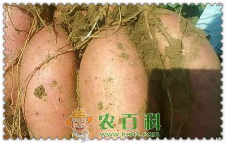 一年生草本红薯亩产量是多少？高产栽培技术要点是什么？