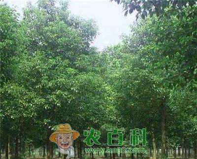 贵州土壤气候条件适合种什么花卉和经济树木？