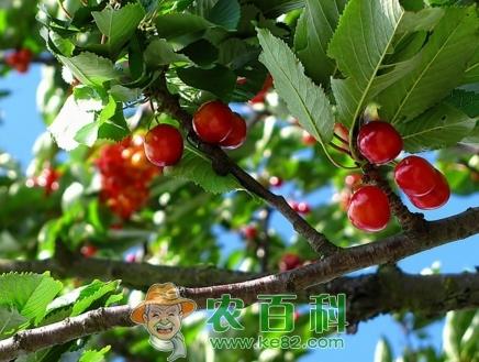 山东烟台樱桃几月成熟？什么时候上市？多少钱一斤？（附各地樱桃成熟时间）