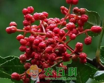 花椒树苗什么时候移栽