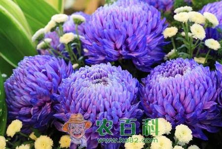 菊花叶子发黄怎么办?解决办法有哪些？
