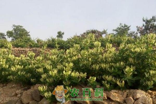 现在种植什么药材最赚钱?市场价格行情如何?