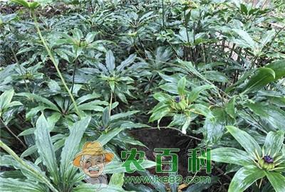 重楼价格是多少钱一斤？有哪些功效与作用？