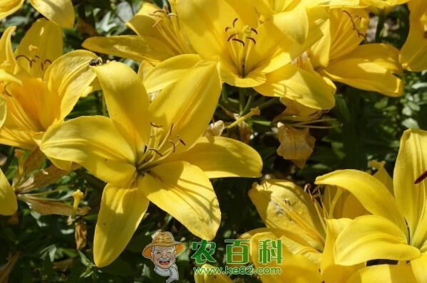 中国有哪些百合产地?干的和新鲜的哪个好?多少钱一斤?