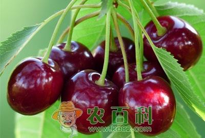 农民种植什么水果最赚钱?
