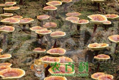 灵芝价格多少钱一斤?怎么吃效果最好?有什么功效和作用?