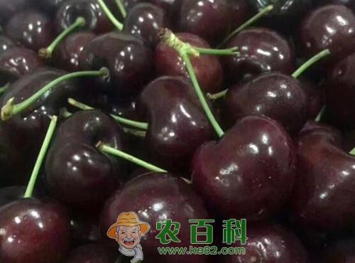 车厘子要几年挂果?亩产多少斤?有哪些功效及作用?(附种植方法)