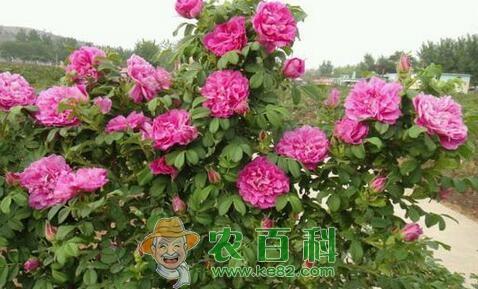 玫瑰红蜘蛛、蚜虫的危害性状及防治方法
