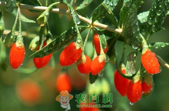 2018种枸杞一亩地能赚多少？树苗多少钱一棵？怎么种植？