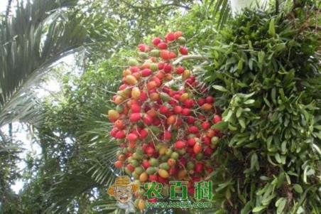 槟榔树要怎么种植？几年能结果？一棵槟榔树能结多少果？