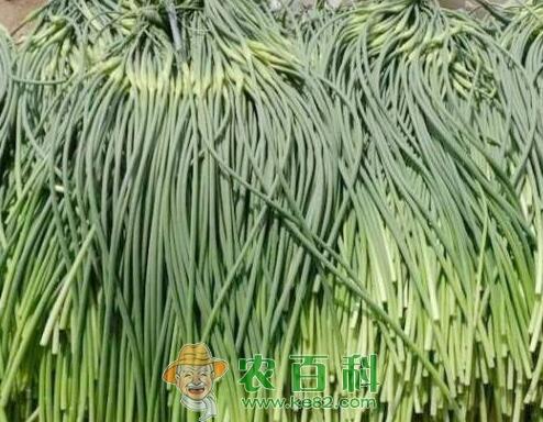 2019年蒜薹多少钱一斤？市场现状如何？农民该如何应对？（附蒜薹价格最新行情）
