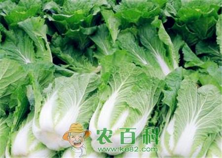 大白菜价格多少钱一斤？2019—冬储大白菜价格行情预测