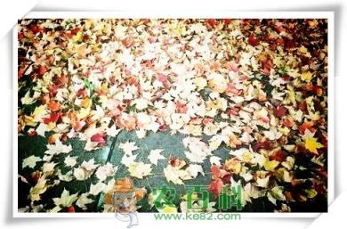 枫叶、梨花、杨花、樱花、柳絮分别在什么时候开放和凋落?
