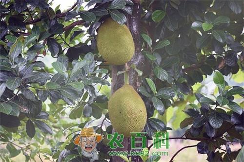 红肉菠萝蜜是转基因水果吗?最新价多少钱一斤?和黄肉有什么区别?
