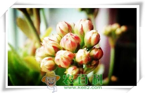 花卉常见病虫害黑斑病症状和防治方法