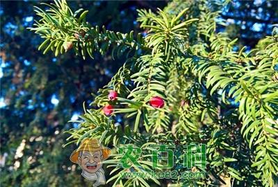 红豆杉价格多少钱一斤？什么时候种？长几年能结果？