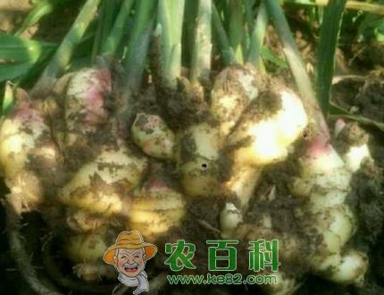 常见调味品生姜什么时候种植最好？最佳收获期是几月？