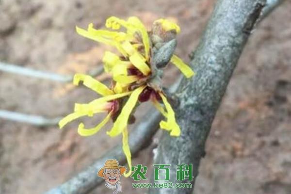 金缕梅苗木价格多少钱一株？如何种植？有哪些功效及作用？