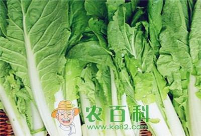 白菜价格走势分析（附各地区白菜最新价格）