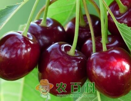 山东烟台樱桃几月成熟？什么时候上市？多少钱一斤？（附各地樱桃成熟时间）