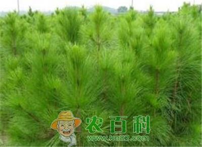 贵州土壤气候条件适合种什么花卉和经济树木？