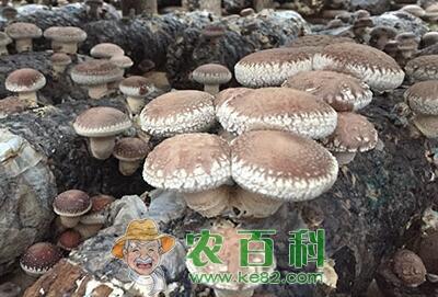 香菇多少钱一斤?什么树上能养香菇?