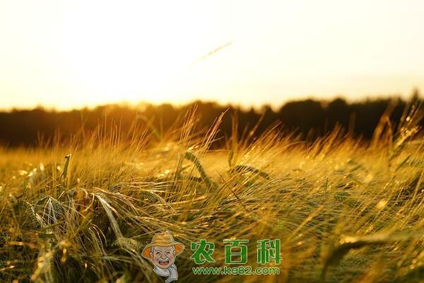 小麦种子多少钱一斤？有哪些高产品种？（附部分地区最新普通小麦价格）