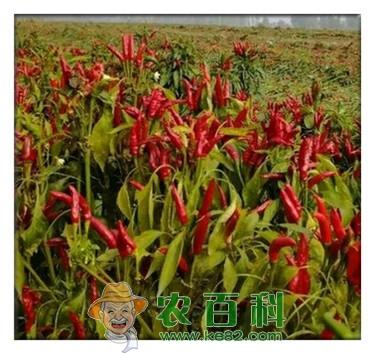 辣椒什么时候种植