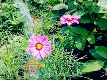 怎么样才能种植出能开出鲜艳花朵的波斯菊呢？