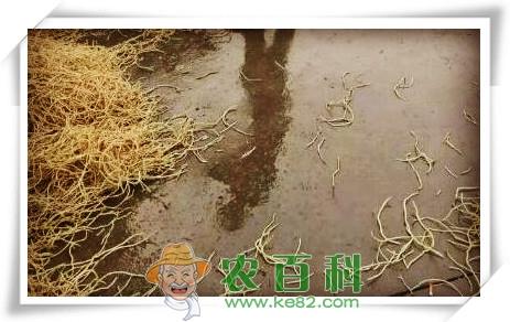 干燥鱼腥草提取物形态特征、制备方法和功效作用