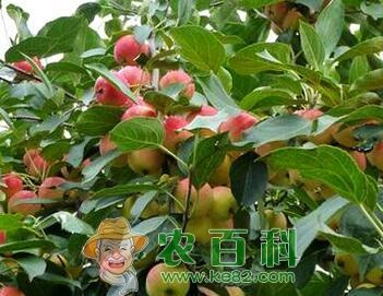 种植果树最佳季节