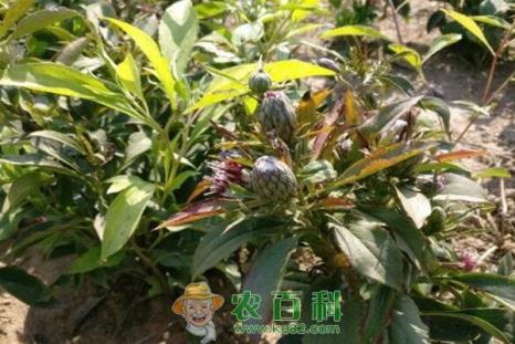 现在种植什么药材最赚钱?市场价格行情如何?