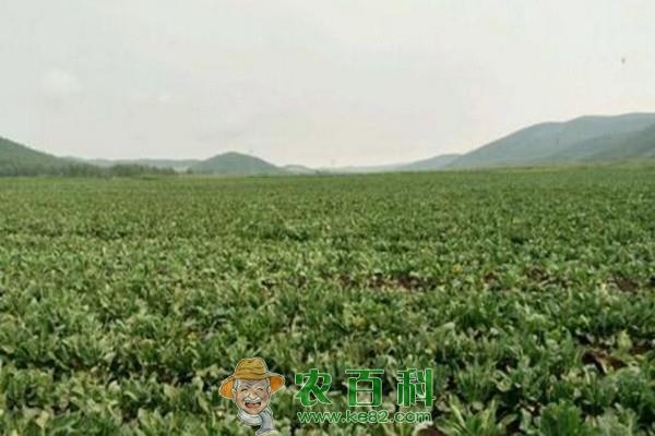 现在种植什么药材最赚钱?市场价格行情如何?