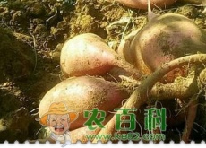 一年生草本红薯亩产量是多少？