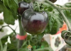 黑番茄种子哪里有卖？