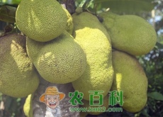 红肉菠萝蜜是转基因水果吗(和黄肉有什么区别)