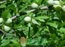 青梅是哪的特产（有什么好处）