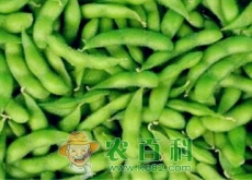 毛豆多少钱一斤种植毛豆前景及市场价格行情分析（附最新价格）