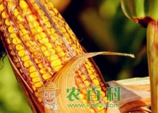 玉米价格行情预测玉米多少钱一斤（附各地玉米最新价格行情）