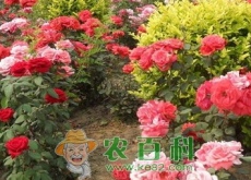 贵州土壤气候条件适合种什么花卉和经济树木? 贵州土壤气候条件适合种什么花卉和经济树木?