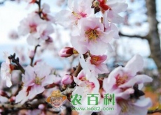桃树一般几月份落叶（有哪些主要品种）